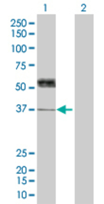 Lane 1: THPO transfected lysate (37.4 KDa) Lane 2: Non-transfected lysate.