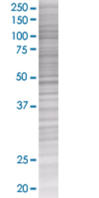EPHA7 transfected lysate.