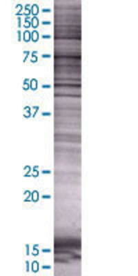 PTGES2 transfected lysate.