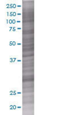 RALGPS2 transfected lysate.