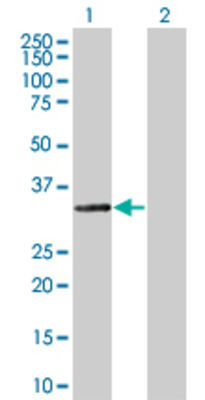 Lane 1: RALGPS2 transfected lysate (31.9 KDa) Lane 2: Non-transfected lysate.