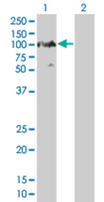 Lane 1: PTPRN transfected lysate (65.01 KDa). Lane 2: Non-transfected lysate.