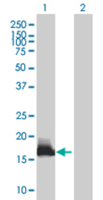 Lane 1: IFITM3 transfected lysate (14.74 KDa). Lane 2: Non-transfected lysate.