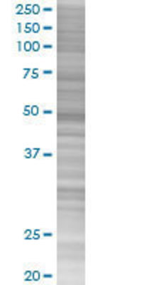 TAF7 transfected lysate.