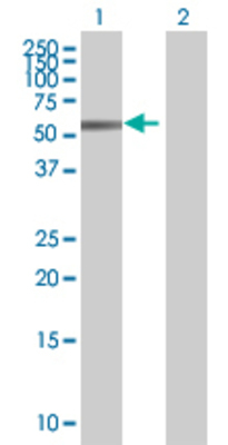Lane 1: TAF7 transfected lysate (38.5 KDa) Lane 2: Non-transfected lysate.