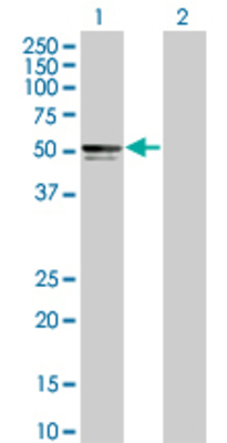 Lane 1: PIK3R3 transfected lysate (54.4 KDa) Lane 2: Non-transfected lysate.