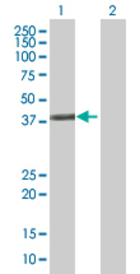 Lane 1: HOMER3 transfected lysate (39.9 KDa) Lane 2: Non-transfected lysate.