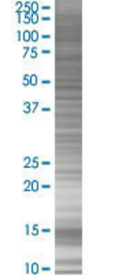 MED8 transfected lysate.
