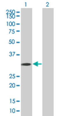 Lane 1: PSME2 transfected lysate (26.4 KDa) Lane 2: Non-transfected lysate.