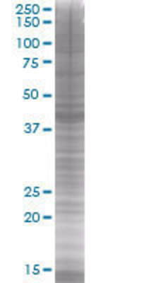 FLOT2 transfected lysate