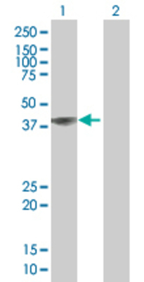 Lane 1: FLOT2 transfected lysate (41.8 KDa). Lane 2: Non-transfected lysate.