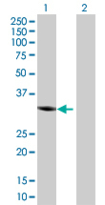 Lane 1: HOXC8 transfected lysate (26.73 KDa) Lane 2: Non-transfected lysate.