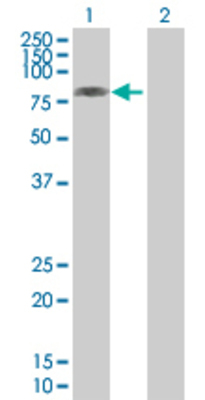 Lane 1: MID2 transfected lysate (75.35 KDa) Lane 2: Non-transfected lysate.