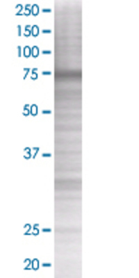 MID2 transfected lysate.