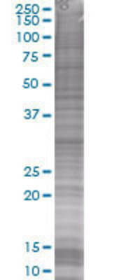 ChGn transfected lysate