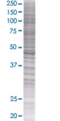 WAPAL transfected lysate.
