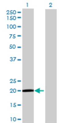 Lane 1: GCET2 transfected lysate (19.69 KDa) Lane 2: Non-transfected lysate.