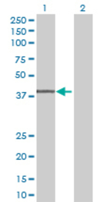 Lane 1: SERPINB1 transfected lysate (41.8 KDa) Lane 2: Non-transfected lysate.
