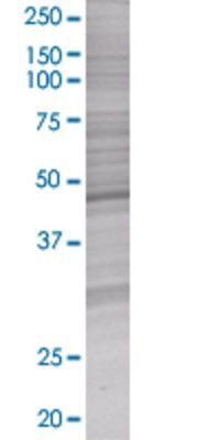 FICD transfected lysate.