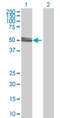 Lane 1: FICD transfected lysate (51.8 KDa) Lane 2: Non-transfected lysate.