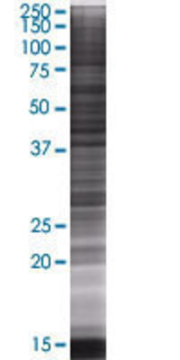 FCRL1 transfected lysate.
