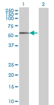 Lane 1: FCRL1 transfected lysate (47.3 KDa) Lane 2: Non-transfected lysate.