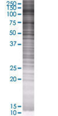 FUT1 transfected lysate.