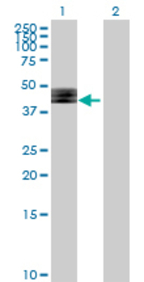 Lane 1: FUT1 transfected lysate (40.26 KDa) Lane 2: Non-transfected lysate.