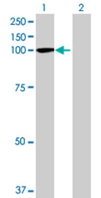 Lane 1: CPSF2 transfected lysate (86.13 KDa) Lane 2: Non-transfected lysate.