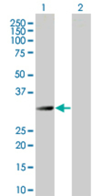 Lane 1: HMOX1 transfected lysate (32.8 KDa) Lane 2: Non-transfected lysate.