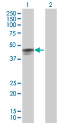 Lane 1: WIF1 transfected lysate (41.5 KDa). Lane 2: Non-transfected lysate.