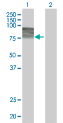 Lane 1: RBM5 transfected lysate (60.17 KDa) Lane 2: Non-transfected lysate.