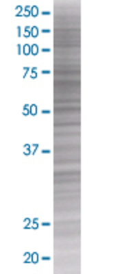 FMO4 transfected lysate.