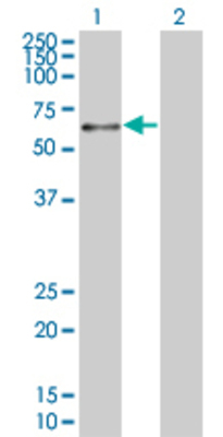 Lane 1: COL4A3BP transfected lysate (65.89 KDa) Lane 2: Non-transfected lysate.