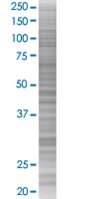 FKBP4 transfected lysate.