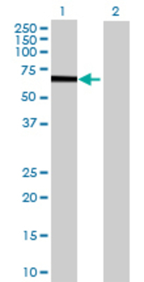 Lane 1: CAMKV transfected lysate (55.22 KDa) Lane 2: Non-transfected lysate.