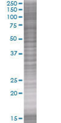 PTGDR transfected lysate