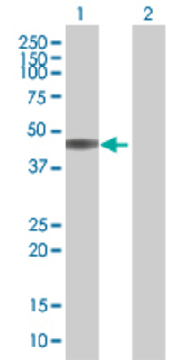 Lane 1: KIR2DL3 transfected lysate (37.9 KDa) Lane 2: Non-transfected lysate.