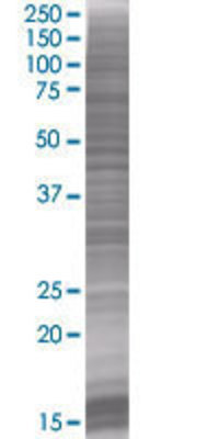 CD3D transfected lysate.