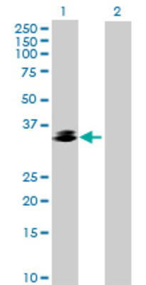 Lane 1: REM1 transfected lysate (32.89 KDa) Lane 2: Non-transfected lysate.