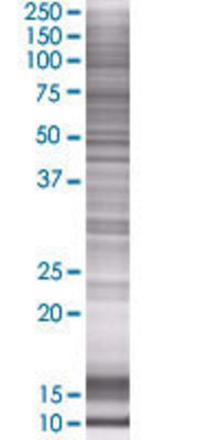 LIN9 transfected lysate.