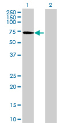 Lane 1: LIN9 transfected lysate (61.49 KDa) Lane 2: Non-transfected lysate.