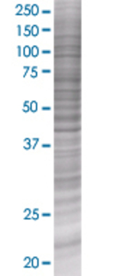C7orf16 transfected lysate.