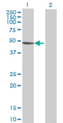 Lane 1: FUCA1 transfected lysate (50.82 KDa) Lane 2: Non-transfected lysate.