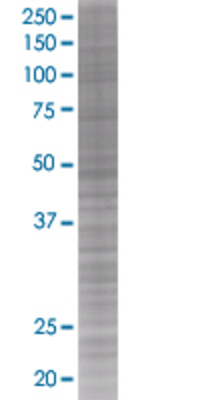 GH1 transfected lysate