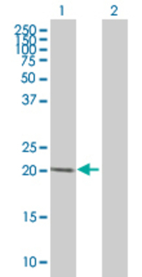 Lane 1: GH1 transfected lysate (24.8 KDa). Lane 2: Non-transfected lysate.