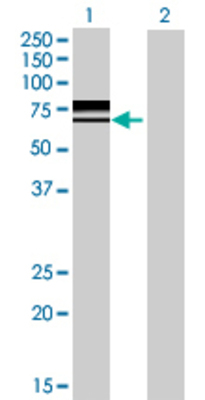 Lane 1: NAP1L3 transfected lysate (55.77 KDa) Lane 2: Non-transfected lysate.