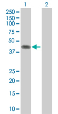 Lane 1: SERPINE1 transfected lysate (44.22 KDa) Lane 2: Non-transfected lysate.