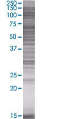 MYL1 transfected lysate.