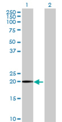 Lane 1: MYL1 transfected lysate (21.45 KDa) Lane 2: Non-transfected lysate.